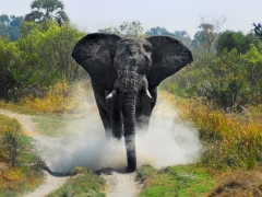 Charging bull elephant, Botswana 